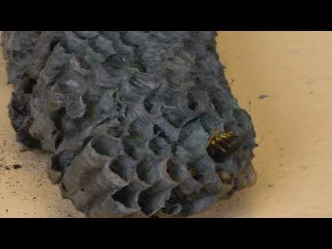 THE BRUTAL BATTLE OF THE WASP SPIDER AND WASPS FROM THE WASP NEST! [Live feeding!]