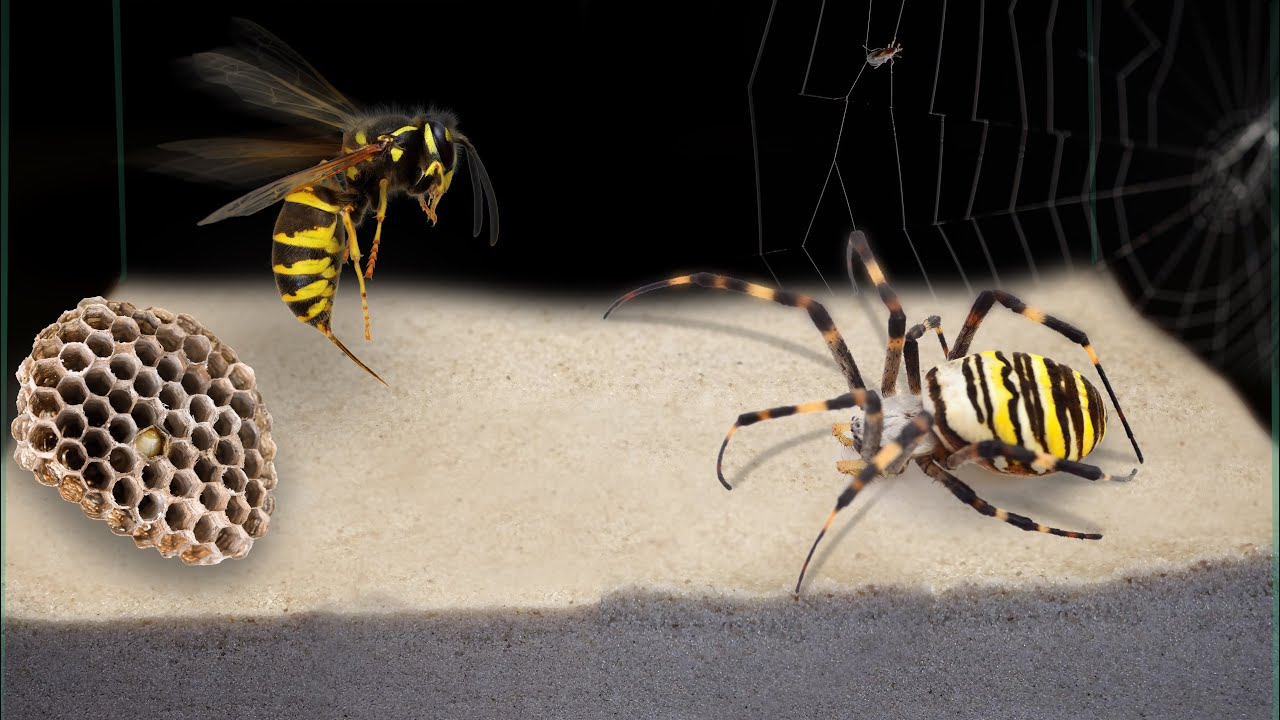⁣THE BRUTAL BATTLE OF THE WASP SPIDER AND WASPS FROM THE WASP NEST! [Live feeding!]