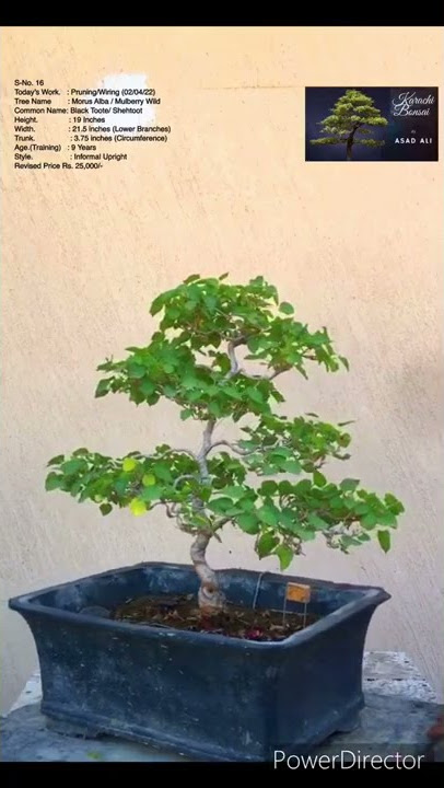 SN-16 #bonsai #pruning #wiring (Morus Alba/Mulberry Wild/Black Toote) #shorts
