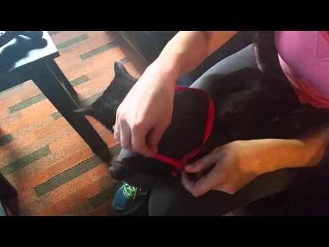 How to put on a cat harness