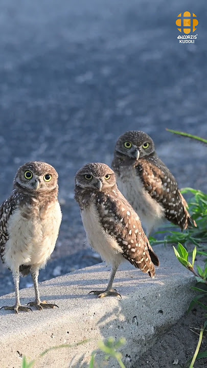 This bird is the best hunter. #owlfacts #silentflight #wildlifewonder #stealthmode