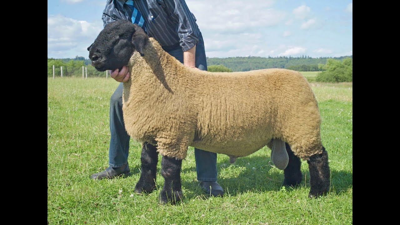 Suffolk Sheep Goat For Sale Broiler Chickens Caring For