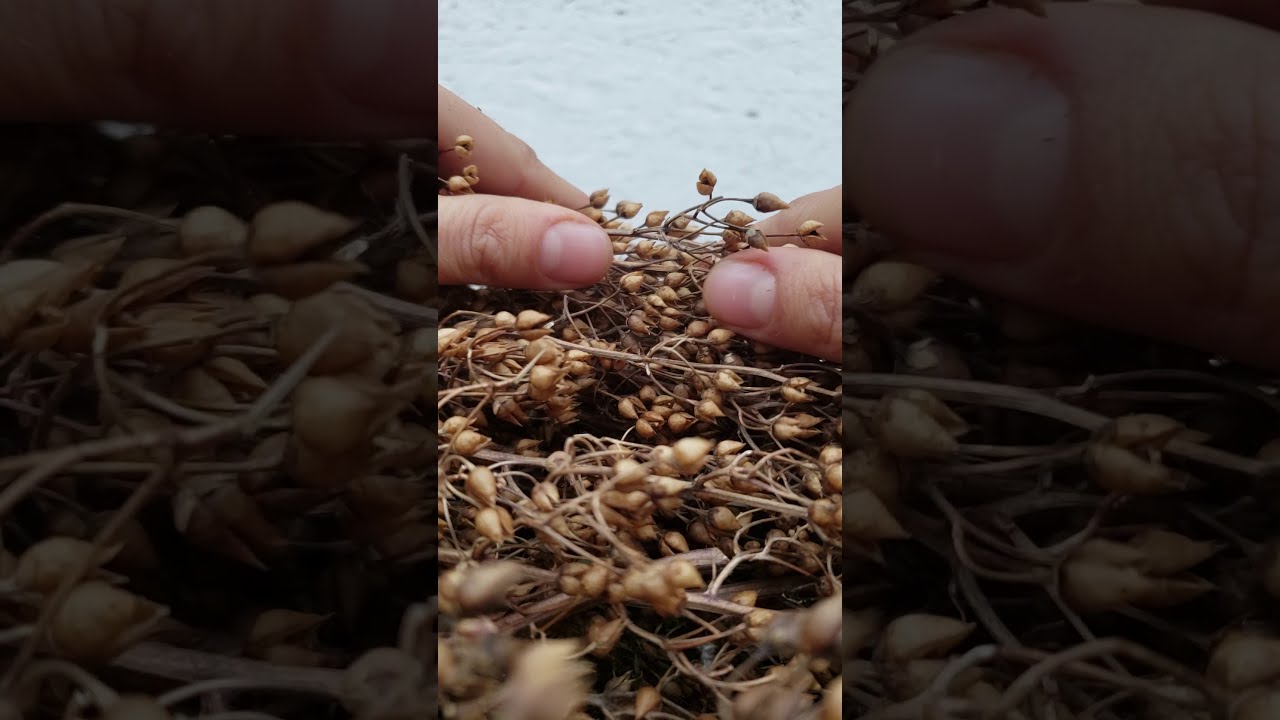 Earth ASMR: Seed Saving [Figwort]