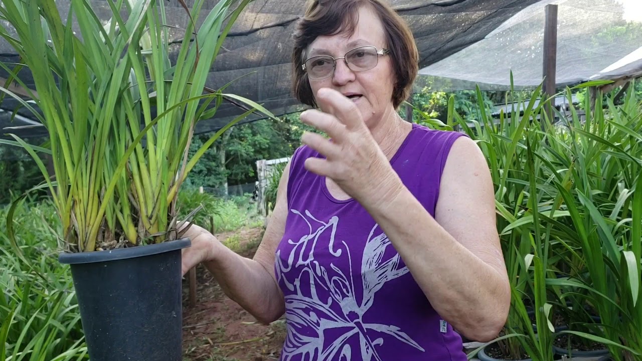 Cymbidium. Como cuidar antes da floração por Teresinha Kunz Cymbidium. Como cuidar antes da floração por Teresinha Kunz