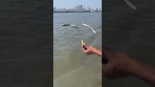 Mumbai sea #birds #dji #duck #sharukhkhan #mumbai #mumbaisea #nature #viewpoint #piedkingfisher