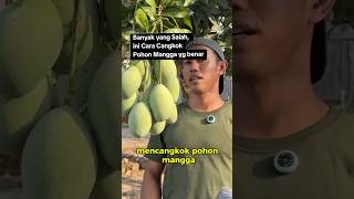 Download Lagu Jangan Salah.... ini cara mencangkok pohon mangga yang benar... #viral #mangga #mango #buah #fruit MP3