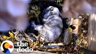 sick bunny found dumpster can t stop doing binkies dodo