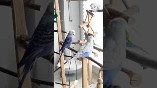 Урок для попугая Кеша