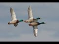 chasse aux canards saison 2019 2020: compilation