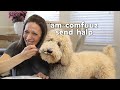 Imaginary Food Challenge with Giant Standard Poodle