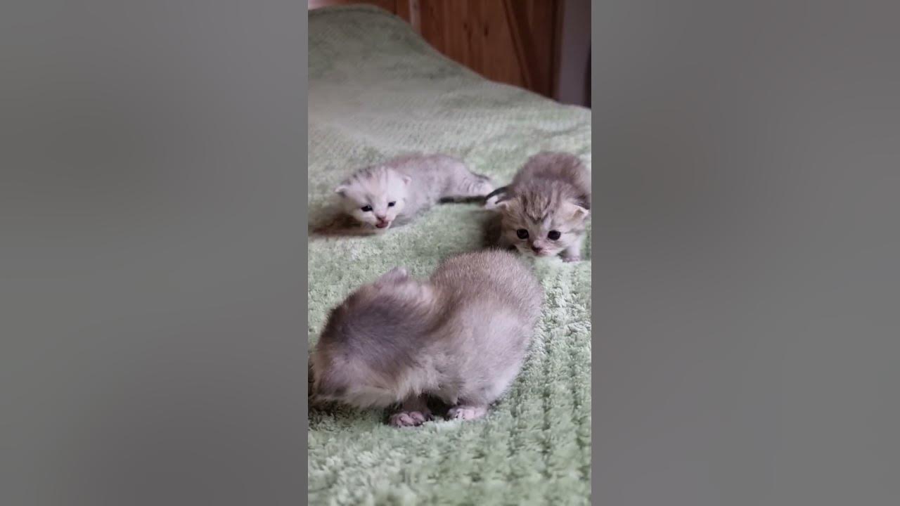 Мяуканье маленьких котят - YouTube