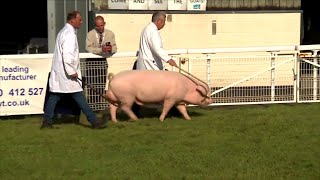 Moch - Bridiau Traddodiadol | Traditional Pig Breeds