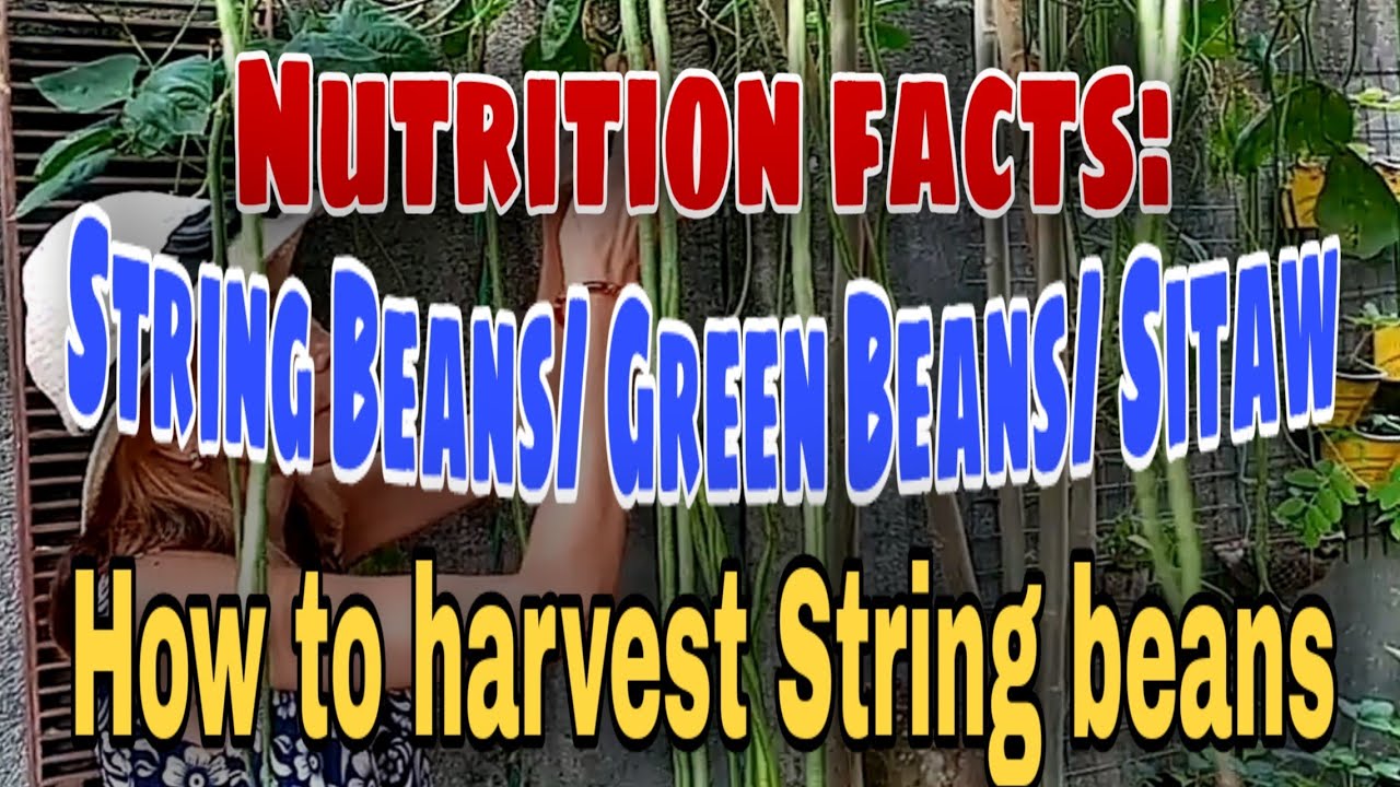 Nutrition Facts String Beans /Green Beans /Sitaw How to harvest String Beans. YouTube