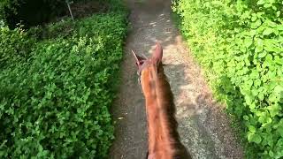 Canter through the English countryside in spring