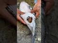 You won't believe what was inside this pufferfish belly 😳 😳#strangecreatures #weirdnature #fishing