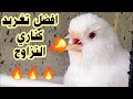 افضل تغريد كناري التزاوج _Canary singing