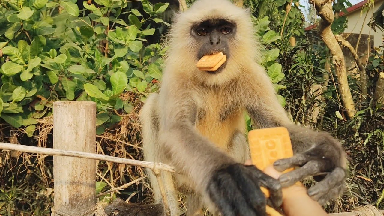 Hanuman Bandar longur video village