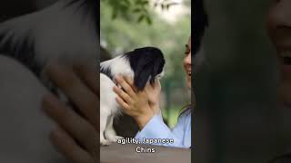 Learn more about Japanese Chin Dogs #love #intelligent #loyal #friendly #