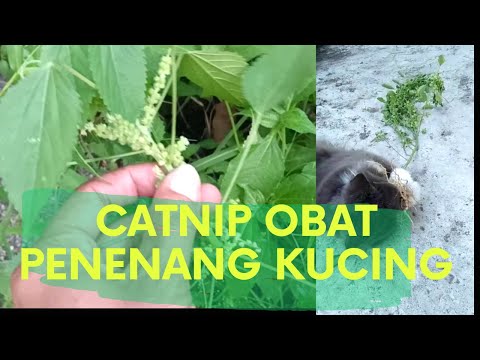 Video: Tanaman Catmint - Tips Merawat Catmint