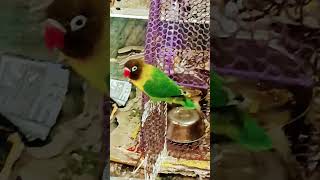 #funny bird#