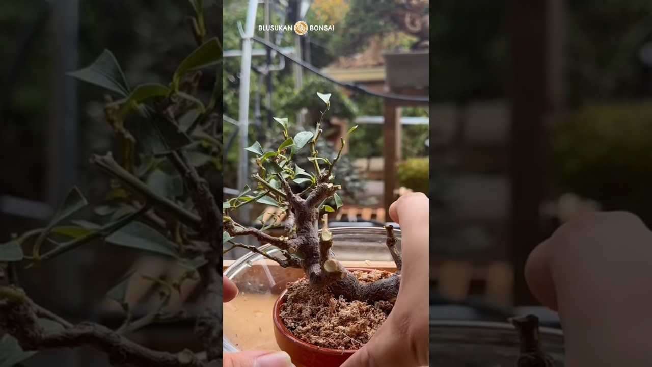 How to restore the fertility of bonsai plants #bonsai #caraperawatanbonsai #bonsaitree