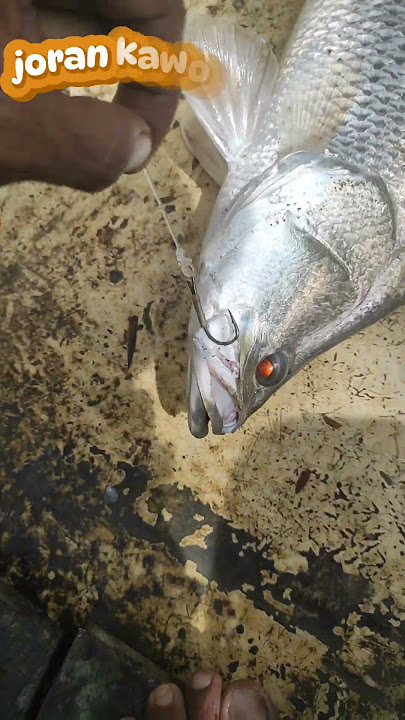3 spot gacor #pemancingindonesia #fishing #mancingmania #vidioviral #ikanbabon #spotgacor @pengikut