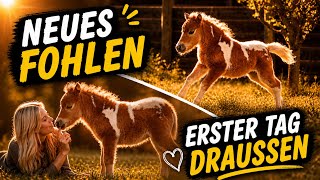 TIGERLILLIs FOHLEN macht seinen ERSTEN AUSFLUG😍 #fohlen 