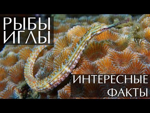 Морские рыбы иглы - интересные факты