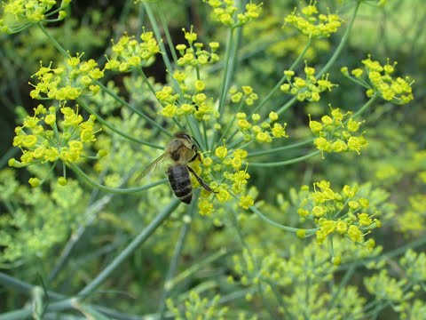 Video: Bekämpningsmedel och herbicider Hållbarhet: är det säkert att använda utgångna trädgårdsprodukter