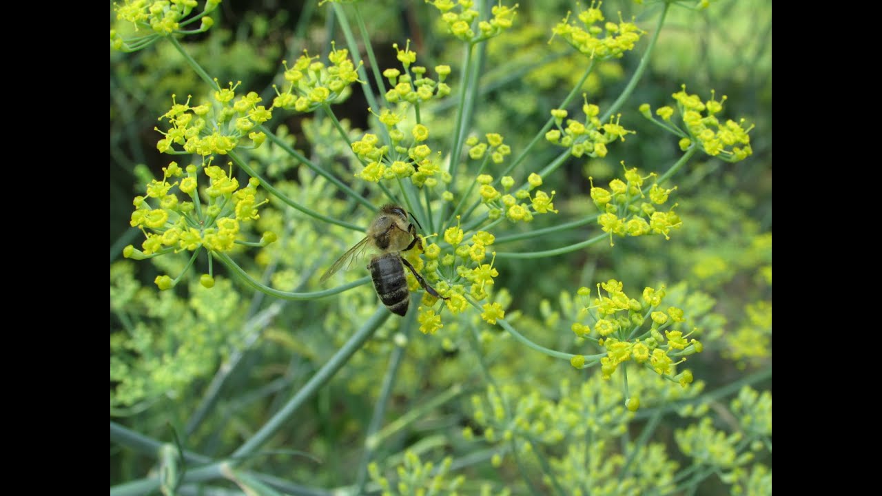 Safe Organic Pesticide Use