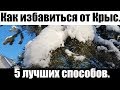 Как избавиться от Крыс. 5 лучших способов. крысоловка отпугиватель крыс