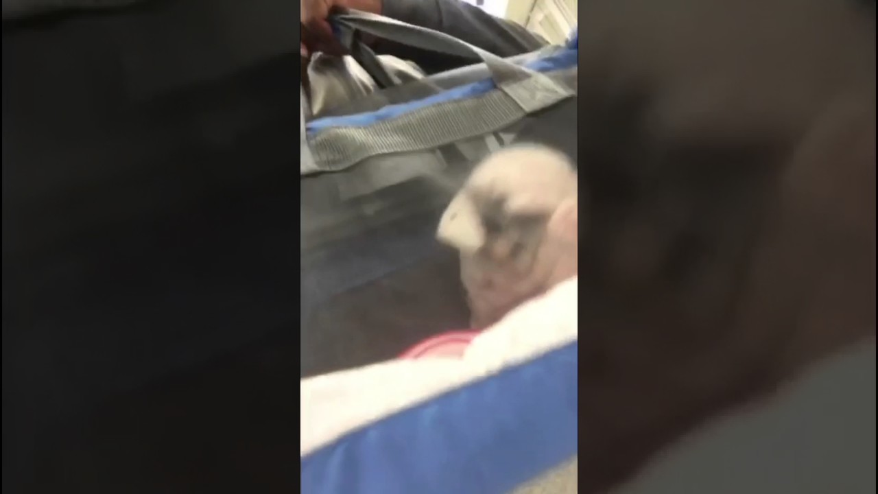 Klauz Black Tri Merle English Bulldog sells for $32,000 and JB Bullies delivers him the dog