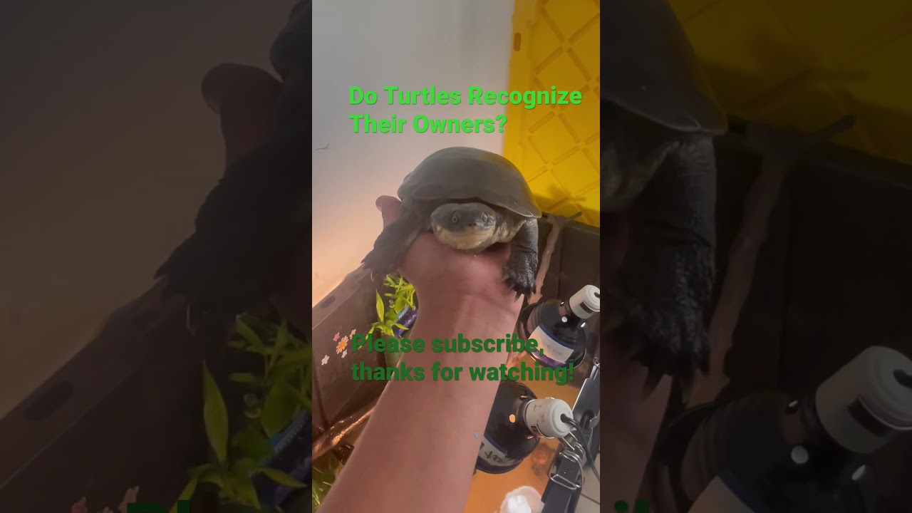 Do Turtles Recognize Their Owners? 