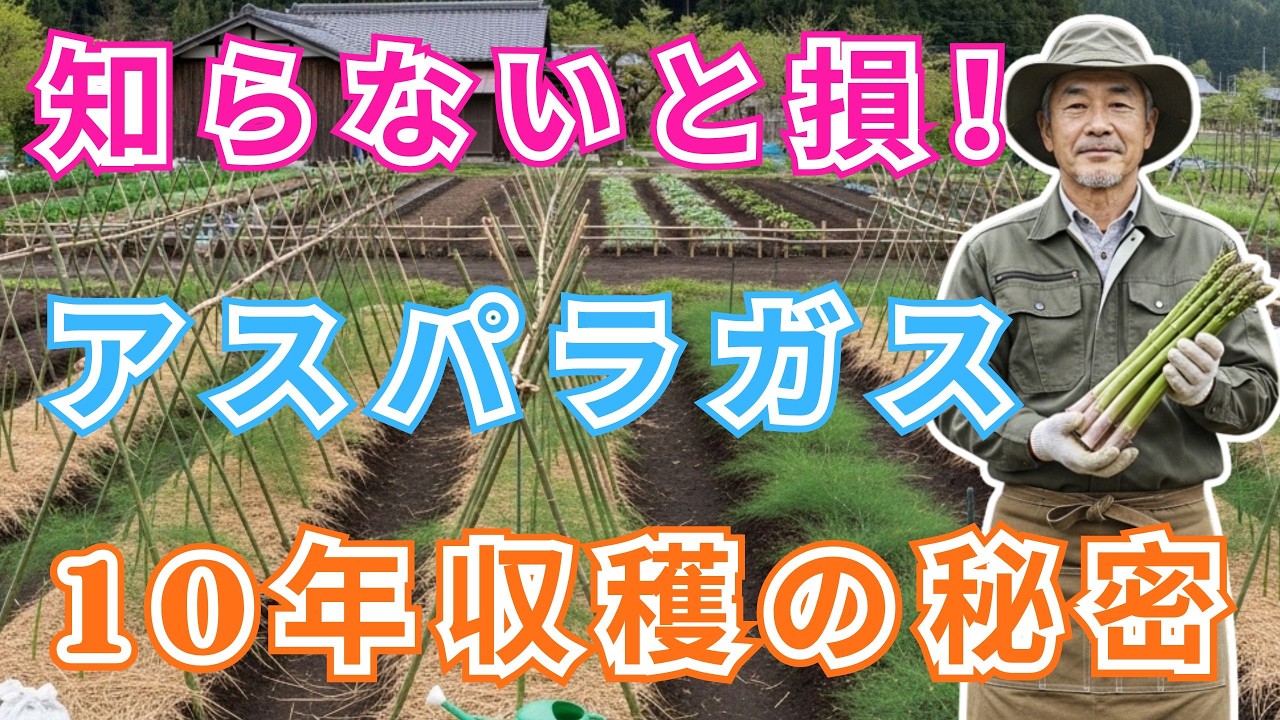 【絶対に失敗しない】1回植えるだけで10年収穫できる！プロが隠していたアスパラガス栽培の秘密を全部教えます【今すぐ始めないと損】