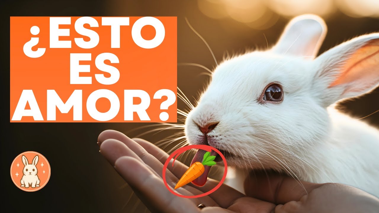 25 formas en que tu conejo demuestra amor
