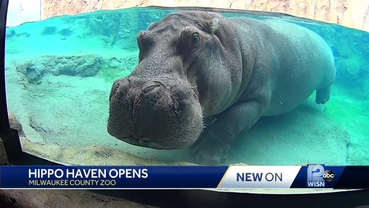 Hippo Haven opens at zoo YouTube
