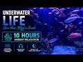 Underwater asmr Sounds: Dive Into Relaxation With Soothing Sounds in 4K