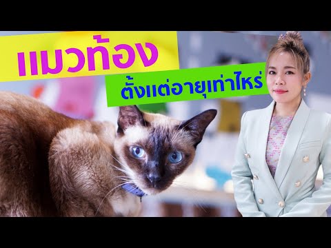 แมวท้องตั้งแต่อายุเท่าไหร่