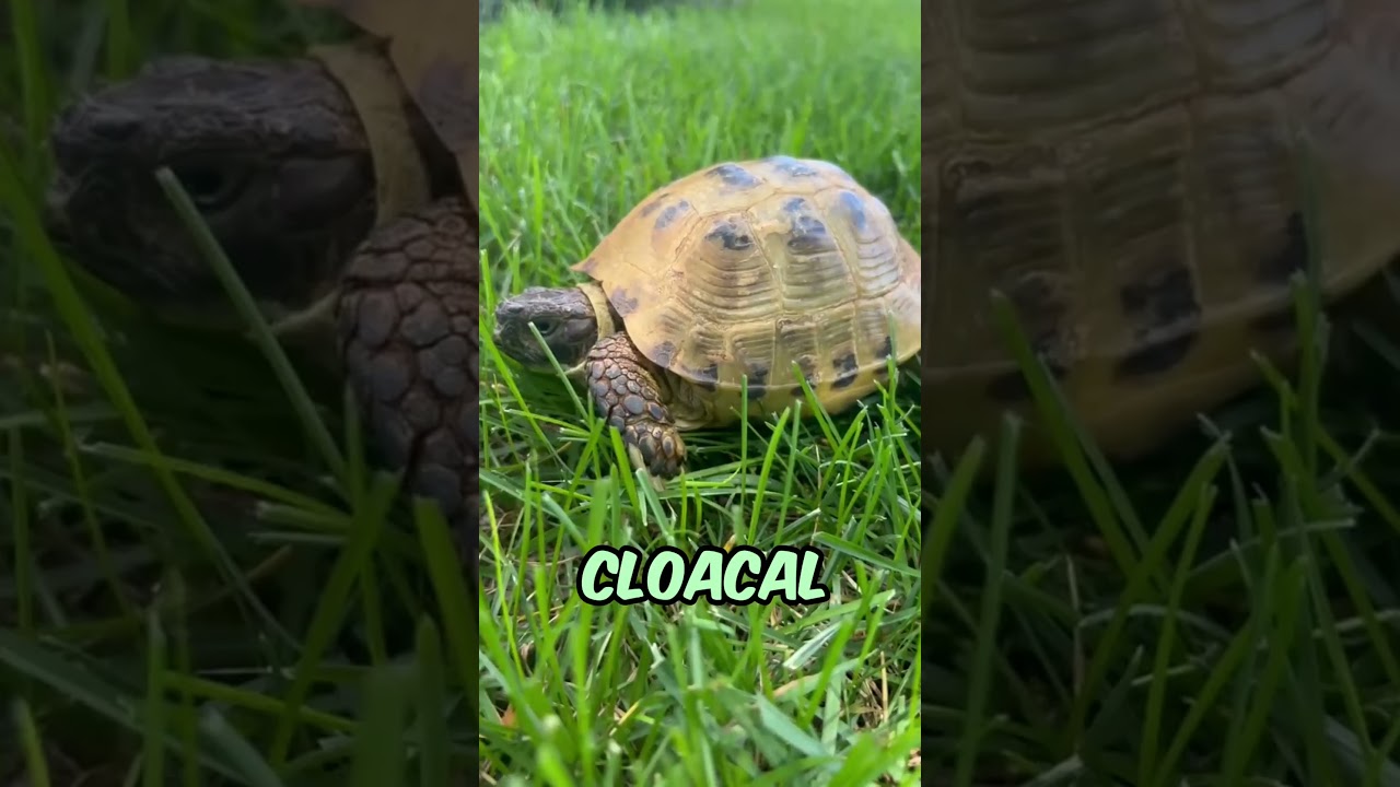 Turtles has a big secret!?😱