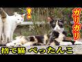 捨てられたガリガリでぺったんこで必死に生きる猫にご飯をあげると・・・ さくらねこたちへのエサやり【視聴だけでも猫たちを助けることになります】支援者様 視聴者様 猫たちに神のご加護を！