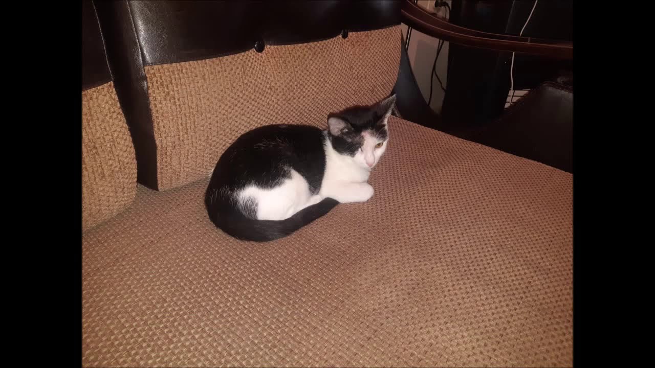 The kitten with maggots after 2 months YouTube