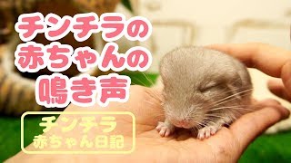 お母さんに甘えるチンチラの赤ちゃんの鳴き声って可愛すぎです。【チンチラ赤ちゃん日記　その4】Chinchilla's Baby Diary 4
