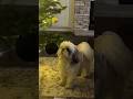 Puppy Sees Christmas for the First Time😂