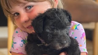 Available lakeland terrier female! 6.5 weeks old. Olivia’s female purple collar