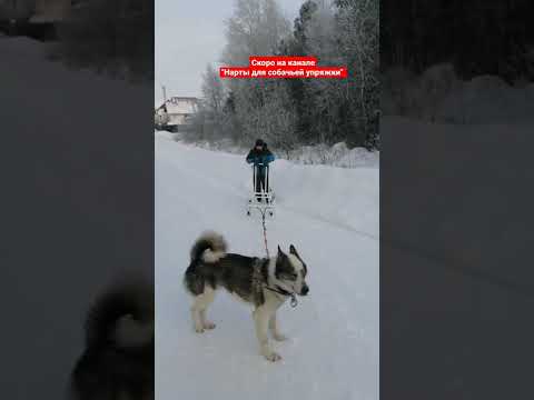 Видео: Собачьи упряжки в Колорадо: полное руководство