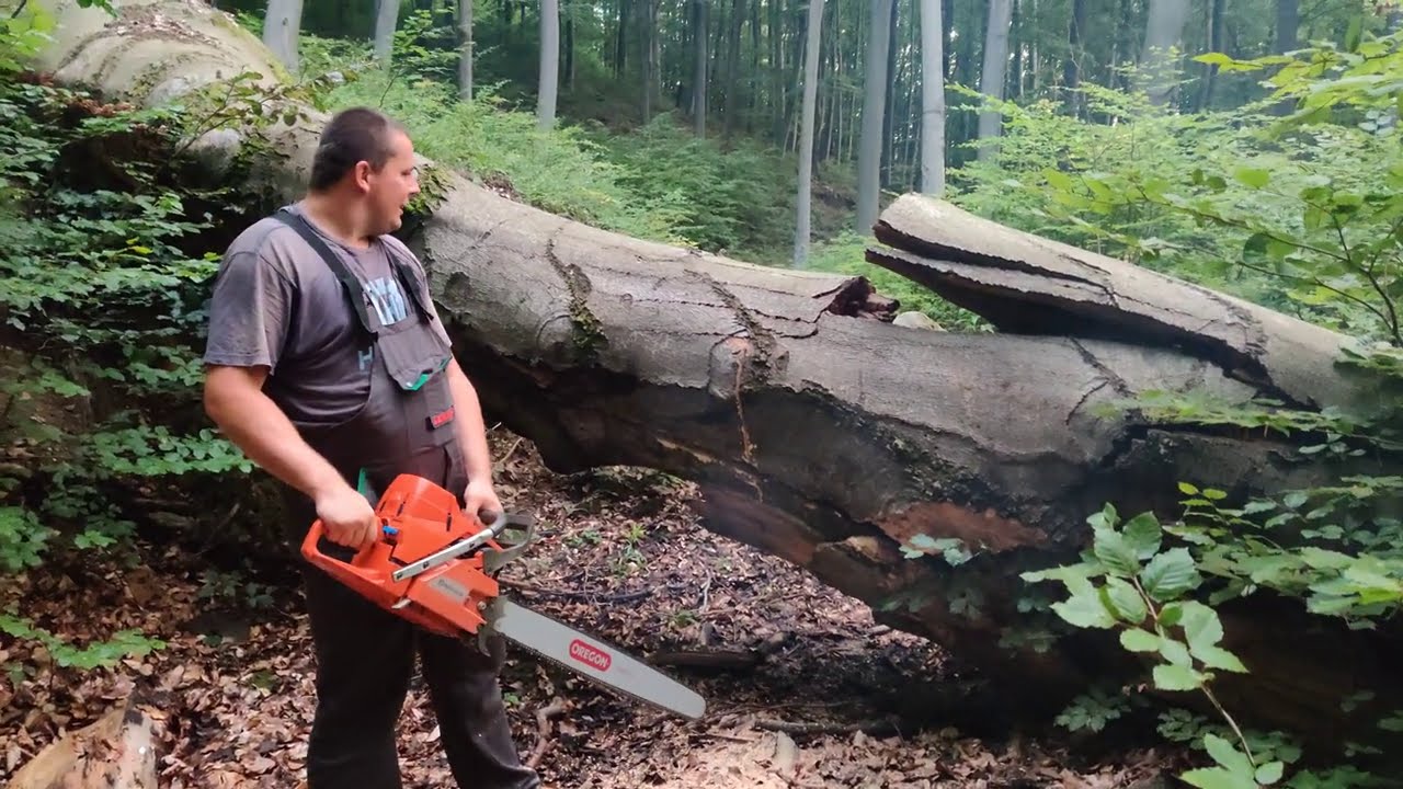 Bandi és az Óbükk . Husqvarna 395 XP 90 cm.