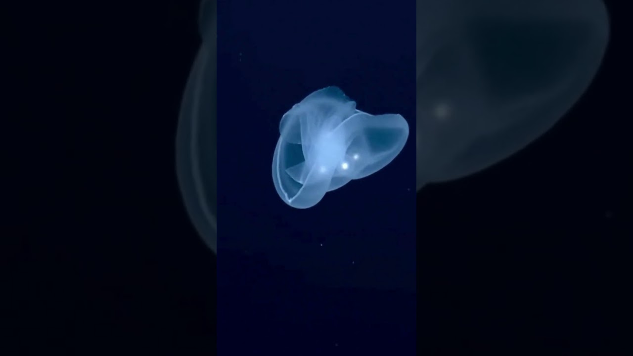 Recovered Deep Sea File 010 | Post-Mortem Reproductive Event 