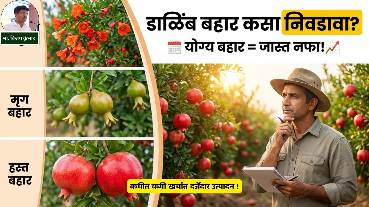 डाळिंब बहार व्यवस्थापन: योग्य पानगळ