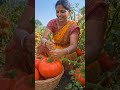 🍅 विशाल टमाटरों की खेती | देखकर किसान भी रह गए हैरान! 😲🌱 #trendingshorts #viralvideo
