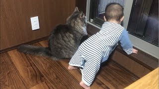 赤ちゃんのつかまり立ちを目撃した猫 ノルウェージャンフォレストキャットWitness the baby's pull oneself up.Norwegian Forest Cat.